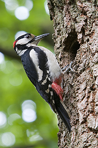 Common Woodpecker