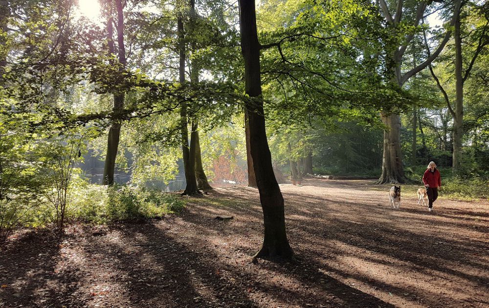 Apley Woods